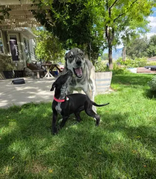 Mazzy