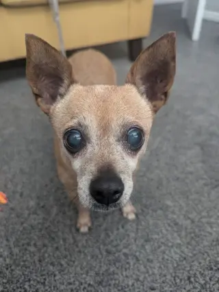 Apricot