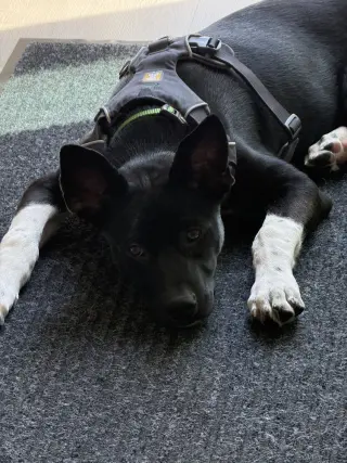 Cassian a/k/a Onyx