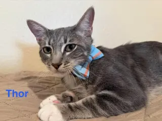 Thor