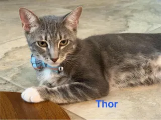 Thor