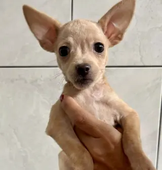 Leila