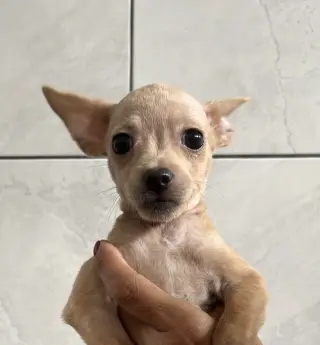 Leila