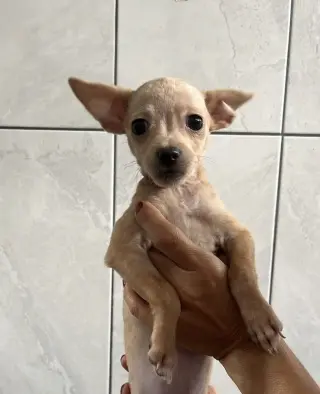 Leila