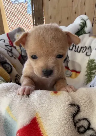 Leila