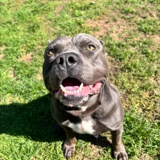 Hippo (JAX)