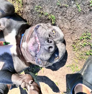 Hippo (JAX)