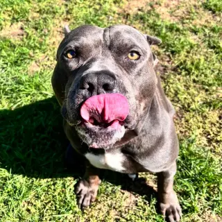 Hippo (JAX)