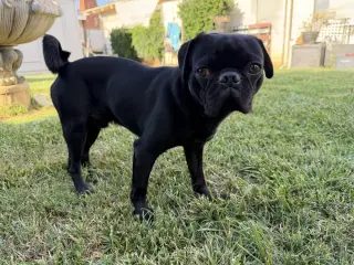 OREO