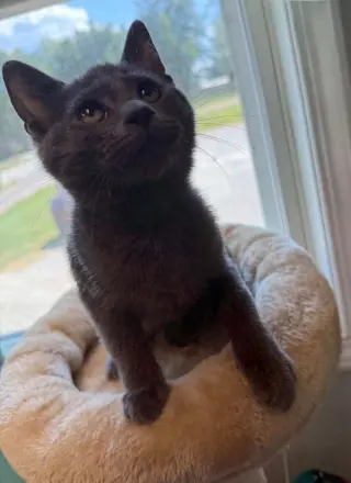 Ravenpaw