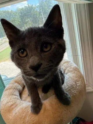 Ravenpaw
