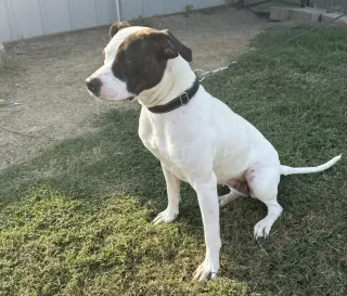 Karri