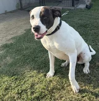 Karri