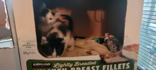Otis
