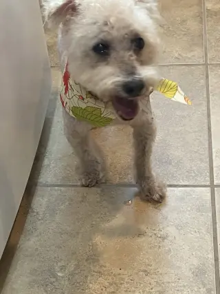 Cotton Ball