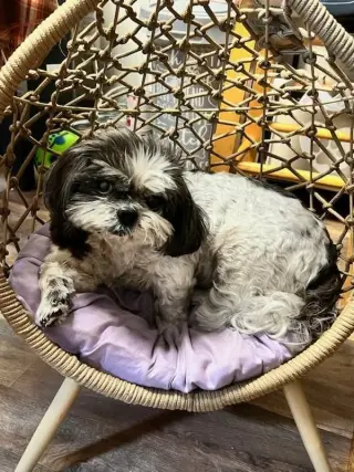 Maggie