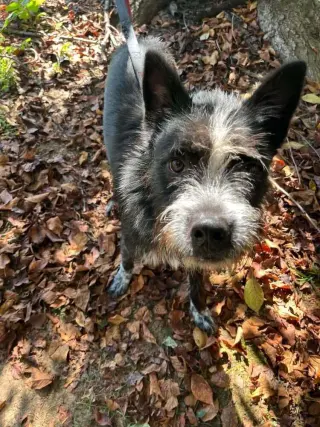 Pedro