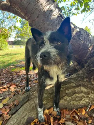 Pedro