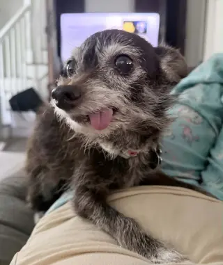 Lula