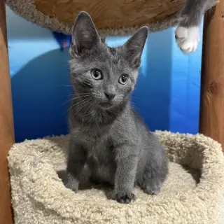 Rocket