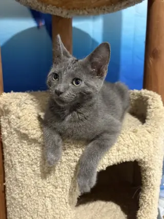 Rocket