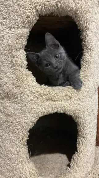 Rocket