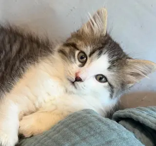 Poppy