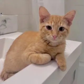Cheddar