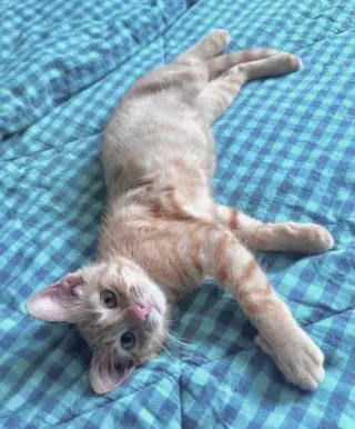 Cheddar