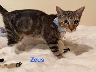 Zeus