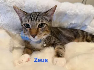 Zeus