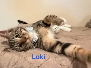 Loki 3