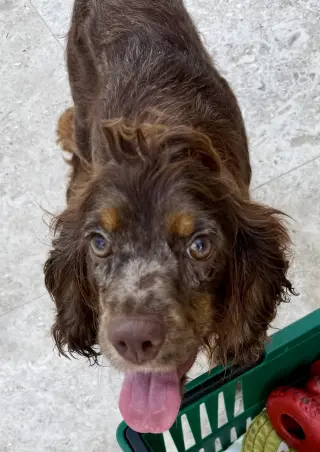 Lady Cocker Spaniol purebred puppy