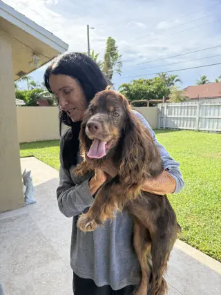 Lady Cocker Spaniol purebred puppy