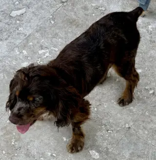 Lady Cocker Spaniol purebred puppy