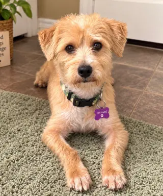 Shaggy