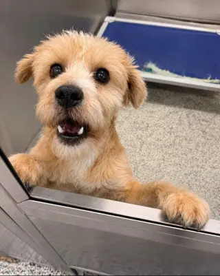Shaggy