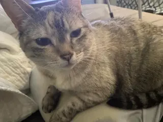 Pixel