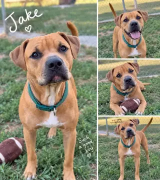 Jake