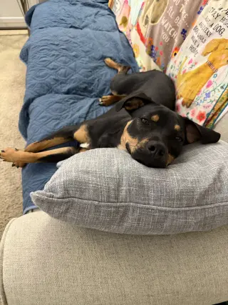 Lola