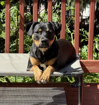 Lola