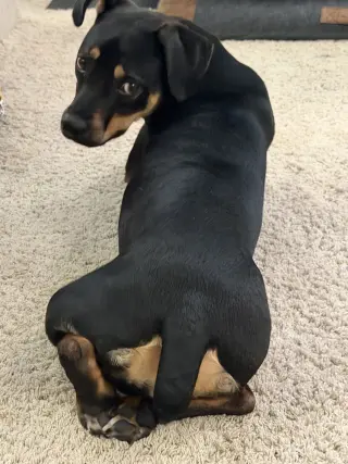 Lola