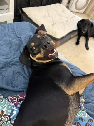 Lola