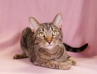 TABBY