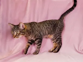 TABBY