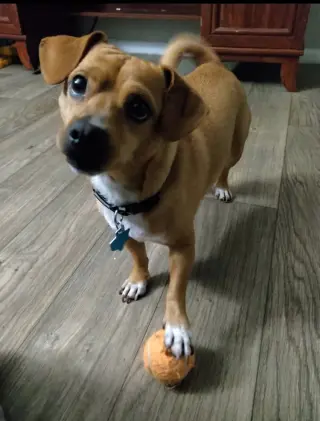 Maverick