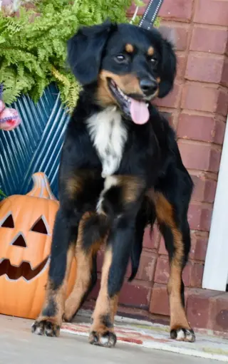 BAILEY GIRL