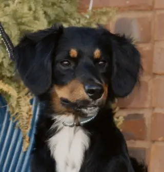 BAILEY GIRL