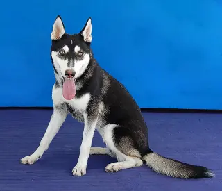 NINA