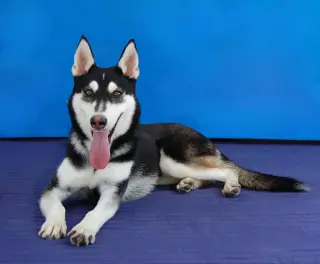 NINA